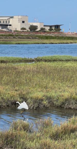 Bolsa Chica   Bird In Flight 2